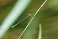 Green damselfly