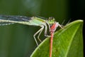 A green damselfly eating a red damselfly