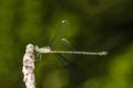 Green damselfly