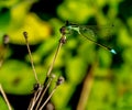 PROTRAIT OF A GREEN AND BLUE DAMSELFLY 