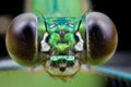 Green damselfly portrait