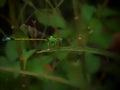 A green damselfly resting on a leaf with blur green background with selective focus