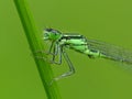 Green Damselfly On A Green Stem side view