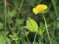 Green damselfly and yellow flower