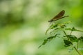 Green damsfly on leaf