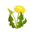 Green dandelion with yellow flower and closed head. Wild plant. Medical herd. Nature theme. Flat vector design