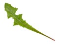 Green dandelion leaf Royalty Free Stock Photo