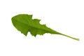 Green dandelion leaf Royalty Free Stock Photo