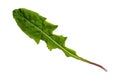 Green Dandelion Leaf with Texture isolated on White Background. Royalty Free Stock Photo