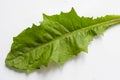 A green dandelion leaf on a white background taken in close-up can be used by the designer Royalty Free Stock Photo