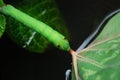 Green Daphnis nerii Caterpillar