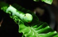 Green Daphnis nerii Caterpillar Royalty Free Stock Photo