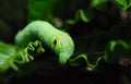 Green Daphnis nerii Caterpillar