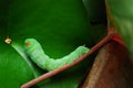 Green Daphnis nerii Caterpillar