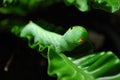 Green Daphnis nerii Caterpillar