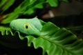 Green Daphnis nerii Caterpillar Royalty Free Stock Photo