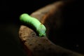 Green Daphnis nerii Caterpillar Royalty Free Stock Photo
