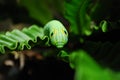 Green Daphnis nerii Caterpillar