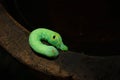 Green Daphnis nerii Caterpillar