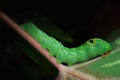 Green Daphnis nerii Caterpillar