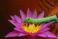 Green Daphnis nerii Caterpillar