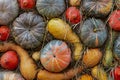 Green dark pumpkin orange long yellow curved close-up background base