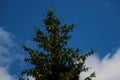 Green dark spruce with cones against the blue sky