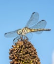 Green darner