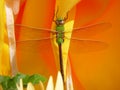 Green darner dragonfly