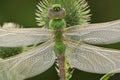 Green Darner Dragonfly Royalty Free Stock Photo
