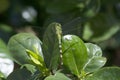 Green Darner Dragonfly Anax junius a Gardenia Plant