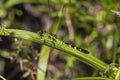 Green-Darner Dragonfly - Anax junius Royalty Free Stock Photo