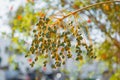 Green Date fruit Farming maturation process. Growing Date fruit on palm trees In Egypt.