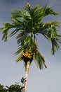 Green date palm Royalty Free Stock Photo