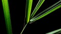 Green date palm leaf on a black background. Royalty Free Stock Photo