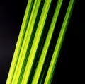 Green date palm leaf on a black background. Royalty Free Stock Photo