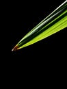 Green date palm leaf on a black background. Royalty Free Stock Photo