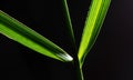 Green date palm leaf on a black background. Royalty Free Stock Photo