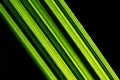 Green date palm leaf on a black background. Royalty Free Stock Photo