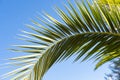 green date palm leaf Phoenix dactylifera, minimalist tropical background, Tropical paradise, natural beauty tropics atmosphere in