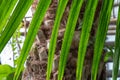 Green date palm tree leaves close-up. Leaf of phoenix sylvestris. Royalty Free Stock Photo