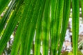 Green date palm tree leaves close-up. Leaf of phoenix sylvestris. Royalty Free Stock Photo