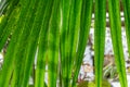 Green date palm tree leaves close-up. Leaf of phoenix sylvestris. Royalty Free Stock Photo