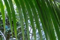 Green date palm tree leaves close-up. Leaf of phoenix sylvestris. Royalty Free Stock Photo