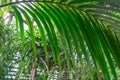 Green date palm tree leaves close-up. Leaf of phoenix sylvestris. Royalty Free Stock Photo
