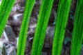 Green date palm tree leaves close-up. Leaf of phoenix sylvestris. Royalty Free Stock Photo