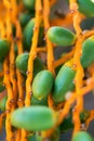 Green dates ripening hanging on orange string branches of a palm tree. Mediterranean nature fruits crop Royalty Free Stock Photo