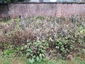 Green and dead brown plants in winter and red brick wall