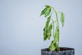 Green dead plant in black potted on outdoor white