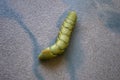Green death's head hawkmoth caterpillar Royalty Free Stock Photo